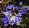 Spring hepatica nobilis