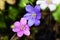 Spring hepatica nobilis