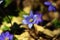 Spring hepatica nobilis