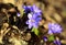 Spring hepatica nobilis