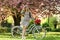 Spring in her basket. retro woman sell tulip flower bouquet. girl under sakura with vintage bicycle. spring beauty and