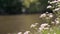 Spring herbal flowers by the river. Flora growing on the bank of a shallow sparkling river