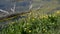 Spring herbal flowers by the river. Flora growing on the bank of a shallow sparkling river