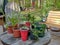 Spring is here assortment of potted herbs