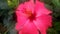 In spring, hibiscus plants bloom, very beautiful flowers
