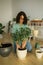 Spring hobby happy young woman transplanting in flower pot houseplant with dirt or soil at home. Gardening plant and