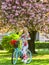 Spring holidays. Woman with tulips bouquet. Sakura tree blooming. Sakura season. Romantic bike ride. Tourism concept