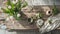 Spring home decor on reclaimed rustic bench, top view. Ai Generative