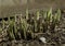 Spring Hostas in a garden