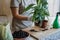 Spring Houseplant Care, repotting houseplants. Waking Up Indoor Plants for Spring. Woman is transplanting plant into new