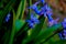 Spring hyacinth