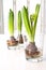 Spring hyacinth bulbs in glass containers