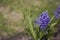 Spring hyacinth growing in the garden in close-up among green leaves