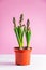 Spring hyacinth in pot on pink background. Unopened flower buds