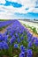 Spring hyacinths field. Flowering spring field