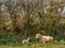 Spring idyll, a Dorset breed ewe and her newborn lamb shelter by a hedge. Animal husbandry.