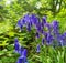 Spring image of bluebells against soft green background on sunny day