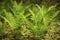 Spring image of interrupted fern, Osmunda claytoniana, in Shenip