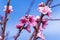 Spring image. Peach blossom branch on blue sky background.