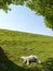 Spring image of a resting young lamb