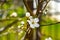 Spring impressions with a fruit blossom in front of the vibrant colors of a garden.