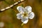 Spring impressions with a fruit blossom in front of the vibrant colors of a garden.