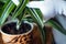 Spring Indoor Plant Care. Waking Up Indoor Plants for Spring. Female hands spray and washes the leaves of Dracaena