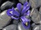 Spring iris