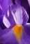 Spring Iris Macro