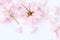 Spring Japanese cherry blossom