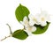 Spring jasmine blossoms, single flowers and petals