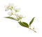 Spring jasmine blossoms, single flowers and petals