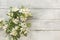 Spring jasmine branch on a white wooden background