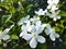 Spring jasmine flowers with sunlight