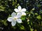 Spring jasmine flowers with sunlight