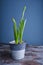 Spring just opening buds of yellow daffodils in a beautiful tin pot.