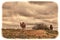 Spring in the Karakum desert. Turkmenistan, Ñamels graze in the Karakum desert. Near the village of Erbent.  The desert occupies