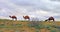 Spring in the Karakum desert. Turkmenistan, Ñamels graze in the Karakum desert. Near the village of Erbent.  The desert occupies