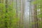 Spring, Kellogg Forest in Fog