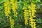 In spring, laburnum blooms in nature