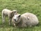Spring  lam lamb sheep love