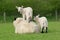 Spring Lambs