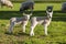 Spring Lambs Baby Sheep in A Field