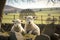 Spring lambs in countryside in the sunshine. AI Generation