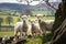 Spring lambs in countryside in the sunshine. AI Generation