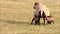 spring lambs, ewe feeding her lambs, sucking milk, outside, grass