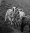 Spring lambs on farm in spring at Seaford, East Sussex