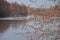 Spring landscape with alder aiglets branch against river.Purple buds.Hight water.Close-up