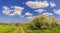 Spring landscape. Alta Murgia National Park: path with trees in bloom. - (Apulia) ITALY-