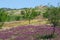 Spring landscape, Andalusia.